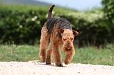 AIREDALE TERRIER 343